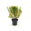 Berberis thunb. 'Maria' Pot 3 Liter 20 - 30 cm