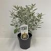 Brachyglottis 'Sunshine' Pot 2 liter 25-30cm