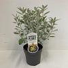 Brachyglottis 'Sunshine' Pot 2 liter 25-30cm