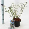 Buddleja d. 'Black Knight' Pot 2 Liter30 - 40 cm