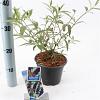 Buddleja d. 'Black Knight' Pot 2 Liter30 - 40 cm