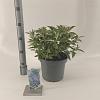 Buddleja d. B. Candy Lila Sweeth. Pot 5 Liter 30 - 40 cm