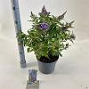 Buddleja d. B. Candy Lila Sweeth. Pot 5 Liter 30 - 40 cm