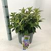 Buddleja d. B. Candy Lila Sweeth. Pot 5 Liter 30 - 40 cm
