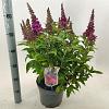 Buddleja d. B. Candy Little Cerise Pot 5 Liter 30 - 40 cm