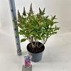 Buddleja d. B. Candy Little Cerise Pot 5 Liter 30 - 40 cm