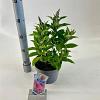 Buddleja d. B. Candy Little Cerise Pot 3 Liter 30 - 40 cm