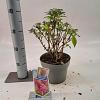 Buddleja d. B. Candy Little Cerise Pot 3 Liter 30 - 40 cm