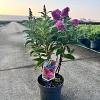 Buddleja d. B. Candy Little Cerise Pot 3 Liter 30 - 40 cm