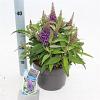 Buddleja d. B. Candy Little Lila Pot 5 Liter 30 - 40 cm