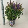 Buddleja d. B. Candy Little Lila Pot 5 Liter 30 - 40 cm