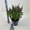 Buddleja d. B. Candy Little Lila Pot 5 Liter 30 - 40 cm