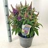 Buddleja d. B. Candy Little Lila Pot 5 Liter 30 - 40 cm