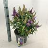 Buddleja d. B. Candy Little Lila Pot 5 Liter 30 - 40 cm