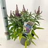 Buddleja d. B. Candy Little Lila Pot 3 Liter 30 - 40 cm