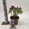 Buddleja d. B. Candy Little Lila Pot 3 Liter 30 - 40 cm