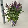 Buddleja d. B. Candy Little Lila Pot 3 Liter 30 - 40 cm