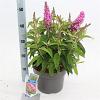 Buddleja d. B. Candy Little Pink Pot 5 Liter 30 - 40 cm