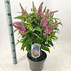 Buddleja d. B. Candy Little Pink Pot 5 Liter 30 - 40 cm