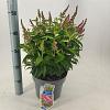 Buddleja d. B. Candy Little Pink Pot 5 Liter 30 - 40 cm