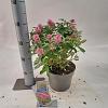 Buddleja d. B. Candy Little Pink Pot 3 Liter 30 - 40 cm