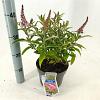 Buddleja d. B. Candy Little Pink Pot 3 Liter 30 - 40 cm