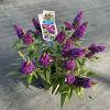 Buddleja d. B. Candy Little Purple Pot 3 Liter 30 - 40 cm