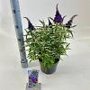 Buddleja d. B. Candy Little Purple Pot 3 Liter 30 - 40 cm
