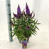 Buddleja d. B. Candy Little Purple Pot 3 Liter 30 - 40 cm