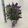 Buddleja d. B. Candy Little Purple Pot 3 Liter 30 - 40 cm