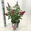 Buddleja d. B. Candy Little Ruby Pot 3 Liter 30 - 40 cm