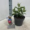 Buddleja d. B. Candy Little Ruby Pot 3 Liter 30 - 40 cm