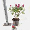 Buddleja d. B. Candy Little Ruby Pot 3 Liter 30 - 40 cm