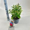 Buddleja d. B. Candy Little Ruby Pot 3 Liter 30 - 40 cm