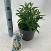 Buddleja d. B. Candy Little White Pot 3 Liter 30 - 40 cm