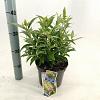 Buddleja d. B. Candy Little White Pot 3 Liter 30 - 40 cm