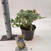 Buddleja d. B. Candy Little White Pot 3 Liter 30 - 40 cm