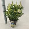 Buddleja d. B. Candy Little White Pot 3 Liter 30 - 40 cm
