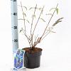 Buddleja d. 'Empire Blue' Pot 2 Liter30 - 40 cm