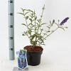 Buddleja d. 'Empire Blue' Pot 2 Liter30 - 40 cm