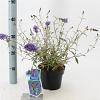 Buddleja d. 'Nanho Blue' Pot 2 Liter30 - 40 cm