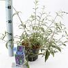 Buddleja d. 'Nanho Blue' Pot 2 Liter30 - 40 cm