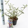 Buddleja d. 'Royal Red' Pot 2 Liter30 - 40 cm