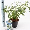 Buddleja d. 'White Profusion' Pot 2 Liter30 - 40 cm