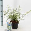 Buddleja d. 'White Profusion' Pot 2 Liter30 - 40 cm