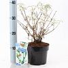 Buddleja d. 'White Profusion' Pot 2 Liter30 - 40 cm