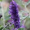 Buddleja Free Petite Blue Heaven Pot 2 Liter 20 - 30 cm