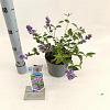 Buddleja Free Petite Blue Heaven Pot 2 Liter 20 - 30 cm