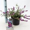 Buddleja Free Petite Dark Pink Pot 2 Liter 20 - 30 cm