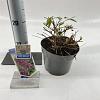 Buddleja Free Petite Dark Pink Pot 2 Liter 20 - 30 cm